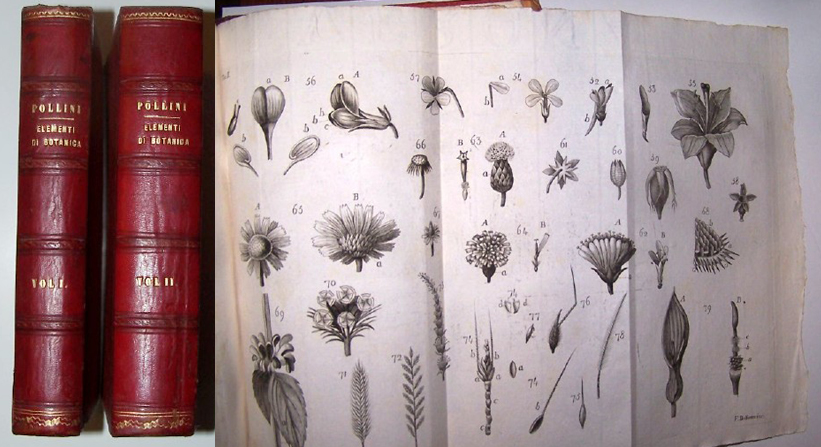 Image for ELEMENTI DI BOTANICA - Two Volumes