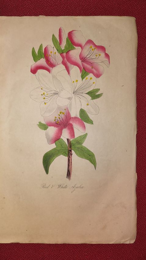 The Ladies' Wreath and Parlor Annual - January 1856