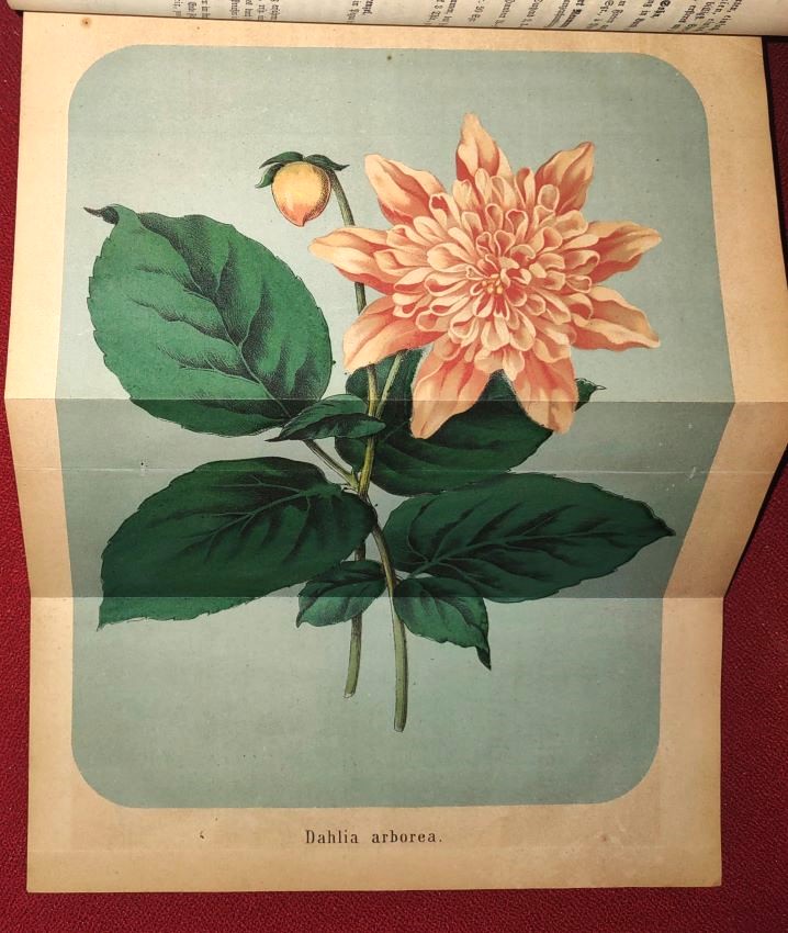 Deutsches Magazin fr Garten- und Blumenkunde Zeitschrift fr Garten- und Blumenfreunde, und Grtner