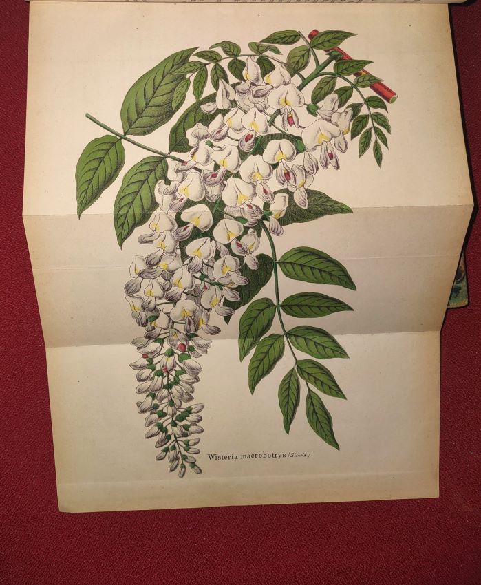 Deutsches Magazin fur Garten- und Blumenkunde Zeitschrift fur Garten- und Blumenfreunde, und Grtner