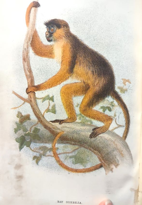 Image for A Hand-book to the Primates - Volume 2 (only) A Hand-book to the Primates - Volume 2 (only)